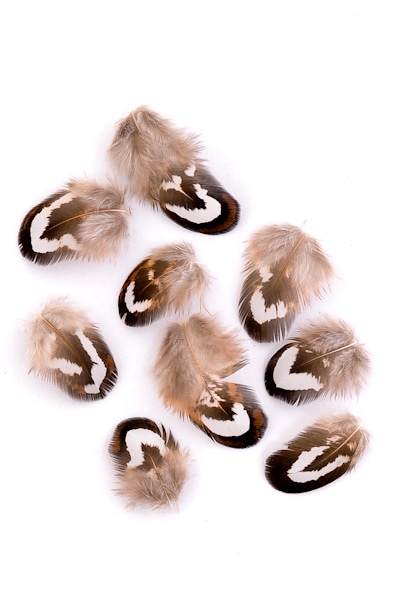 Königsfasan - 2-4 cm - natur Königsfasan - 2-4 cm - natur